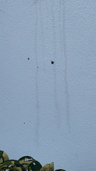 Gasteracantha cancriformis