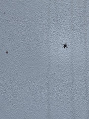 Gasteracantha cancriformis