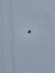 Gasteracantha cancriformis