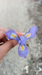 Iris unguicularis syriaca