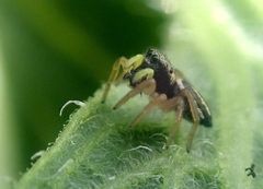 Heliophanus melinus
