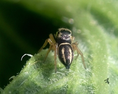 Heliophanus melinus