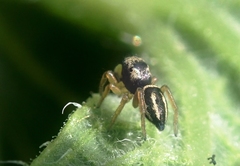 Heliophanus melinus