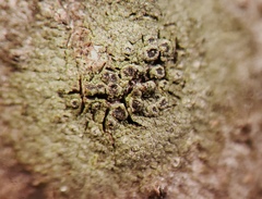 Rinodina freyi