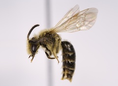 Andrena imitatrix
