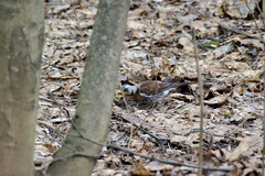 Turdus pilaris