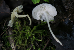 Hemimycena cucullata