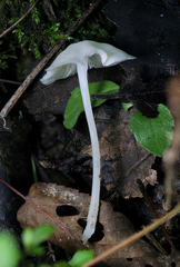 Hemimycena cucullata