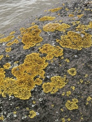 Xanthoria parietina