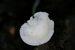 Hemimycena cucullata