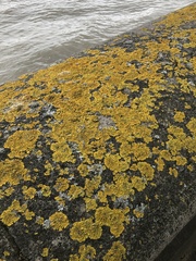 Xanthoria parietina