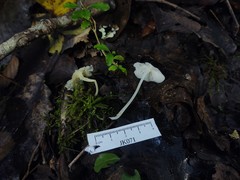 Hemimycena cucullata