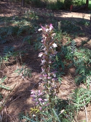 Acanthus spinosus