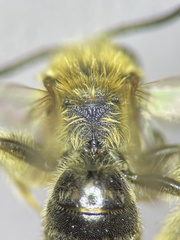 Andrena imitatrix