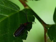 Schizotus cervicalis