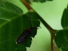 Schizotus cervicalis