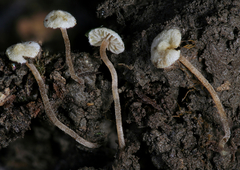 Inocybe comatella