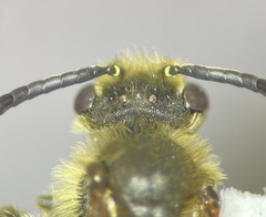 Andrena imitatrix