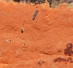 Hypoxylon crocopeplum