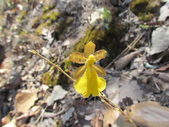 Oncidium graminifolium