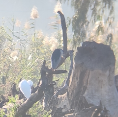 Nycticorax nycticorax