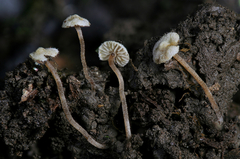 Inocybe comatella