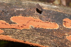 Hypoxylon crocopeplum