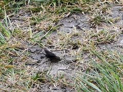Erynnis icelus