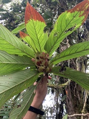 Columnea medicinalis