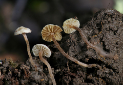 Inocybe comatella