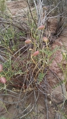 Astragalus praelongus