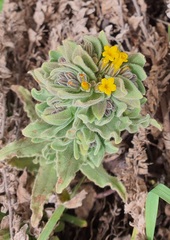 Alkanna orientalis