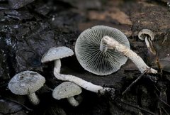 Panaeolus guttulatus