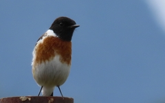 Saxicola torquatus torquatus