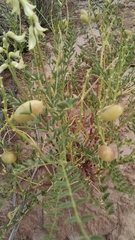 Astragalus praelongus