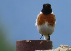 Saxicola torquatus torquatus