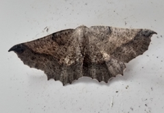 Drepanogynis mixtaria