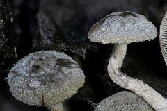 Panaeolus guttulatus