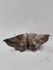 Drepanogynis mixtaria