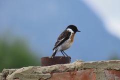 Saxicola torquatus torquatus