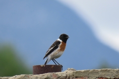 Saxicola torquatus torquatus