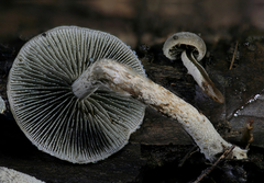 Panaeolus guttulatus