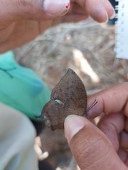 Charaxinae