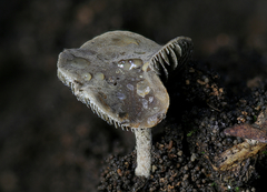 Panaeolus guttulatus