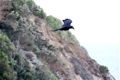 Corvus tasmanicus