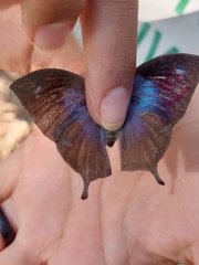 Charaxinae
