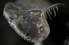 Panaeolus guttulatus