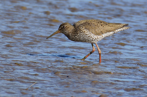 Common Redshank, Ridderkerk, Netherlands, photo 10 of 10