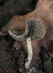 Panaeolus guttulatus