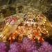 Jeweled Anemone Hermit Crab - Photo (c) mattdowse, some rights reserved (CC BY-NC), uploaded by mattdowse